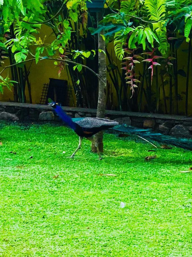 Hiding Unawatuna Hotel Ngoại thất bức ảnh